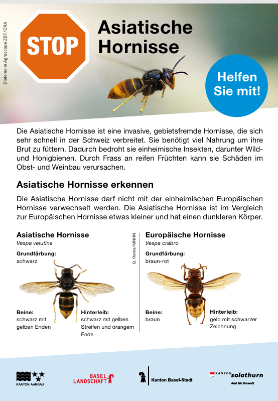 2025.05.01 Stop Asiatische Hornisse 2025.05.01 Stop Asiatische Hornisse