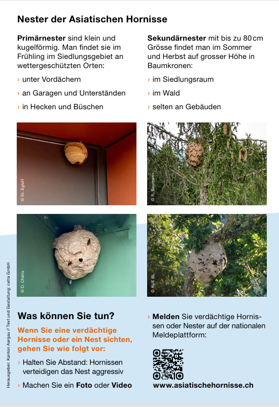 2025.05.01 Stop Asiatische Hornisse 2 2025.05.01 Stop Asiatische Hornisse 2