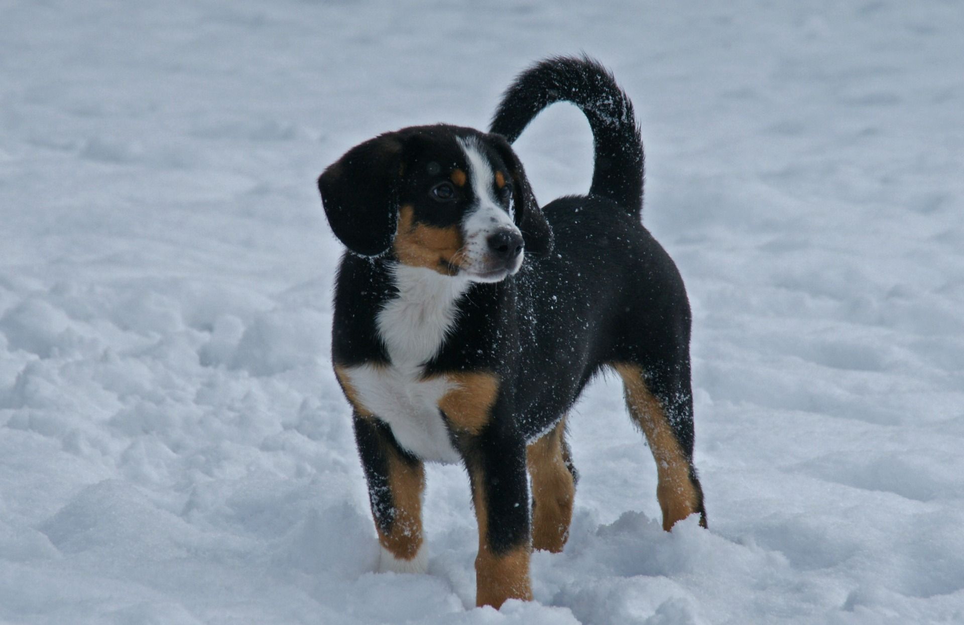 Entlebucher Sennenhund