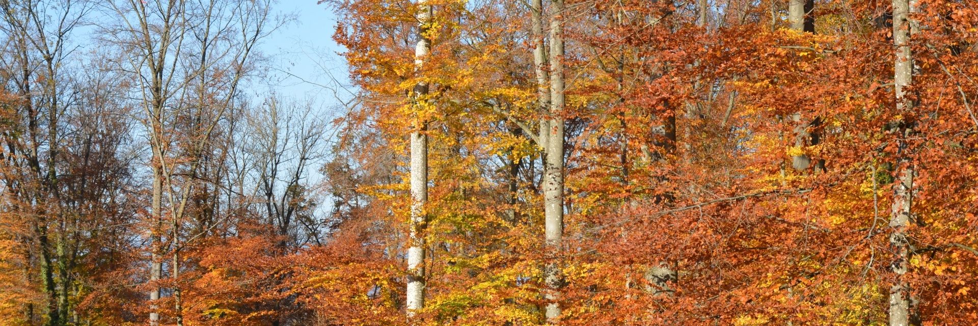 Sonnenberg Herbstwald